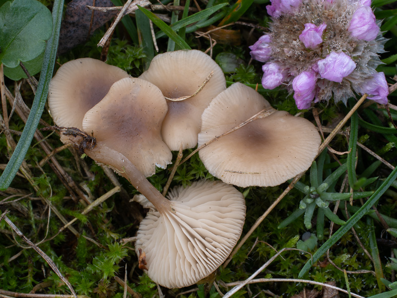 Clitocybe legaliae